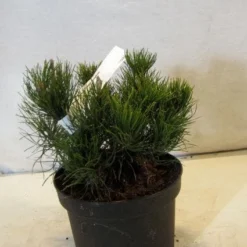 Bergden (Pinus Mugo Mughus) -Tuin Stek Verkoop 20130125135845 13 1