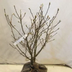 Stermagnolia (Magnolia Stellata) -Tuin Stek Verkoop 20130125153753 13