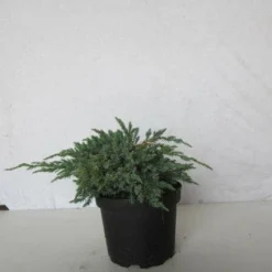 Jeneverbes (Juniperus Squamata 'Blue Carpet') -Tuin Stek Verkoop 20130125154733 4