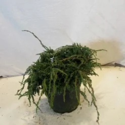 Jeneverbes (Juniperus Squamata 'Blue Carpet') -Tuin Stek Verkoop 20130125154745 4