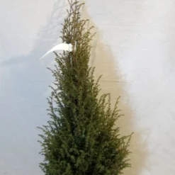 Jeneverbes (Juniperus Communis 'Hibernica') -Tuin Stek Verkoop 20130125161445 7