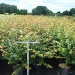 Japanse Esdoorn (Acer Palmatum) -Tuin Stek Verkoop 20130214095725 11