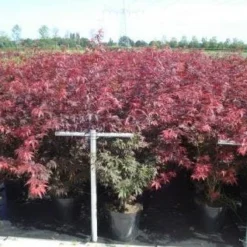 Japanse Esdoorn (Acer Palmatum 'Atropurpureum') -Tuin Stek Verkoop 20130214095932 9
