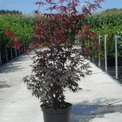 Japanse Esdoorn (Acer Palmatum 'Atropurpureum') -Tuin Stek Verkoop 20130214095947 9