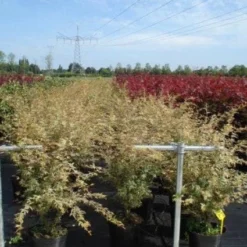 Japanse Esdoorn (Acer Palmatum 'Butterfly') 15 Japanse Esdoorn (Acer Palmatum 'Butterfly') -Tuin Stek Verkoop 20130214100416 8