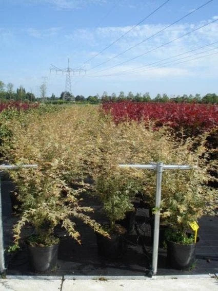 Japanse Esdoorn (Acer Palmatum 'Butterfly') 5 Japanse Esdoorn (Acer Palmatum 'Butterfly') - Afbeelding 5
