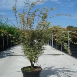 Japanse Esdoorn (Acer Palmatum 'Butterfly') 14 Japanse Esdoorn (Acer Palmatum 'Butterfly') -Tuin Stek Verkoop 20130214100424 8