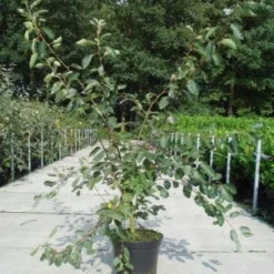 Krentenboom Als Struik (Amelanchier Lamarckii) -Tuin Stek Verkoop 20130214100736 13