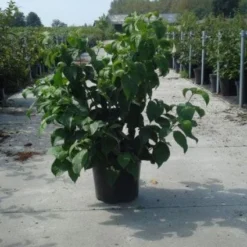 Amerikaanse Kornoelje (Cornus Florida 'Rubra') -Tuin Stek Verkoop 20130214103958 7