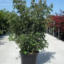 Japanse Kornoelje (Cornus Kousa) -Tuin Stek Verkoop 20130214105009 24 12 12