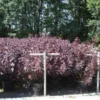 Pruikenboom Als Struik (Cotinus Coggygria 'Royal Purple')