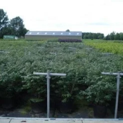 Kardinaalshoed (Euonymus Alatus 'Compactus') 21 Kardinaalshoed (Euonymus Alatus 'Compactus') -Tuin Stek Verkoop 20130214112611 12