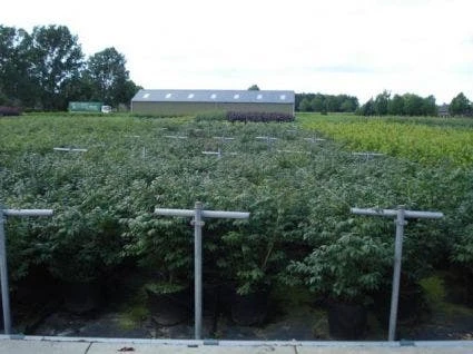 Kardinaalshoed (Euonymus Alatus 'Compactus') 11 Kardinaalshoed (Euonymus Alatus 'Compactus') - Afbeelding 11