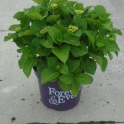 Hortensia Rood (Hydrangea 'Forever&Ever') 13 Hortensia Rood (Hydrangea 'Forever&Ever') -Tuin Stek Verkoop 20130214124900 1