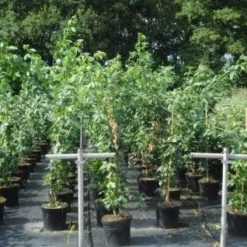 Gouden Regen, Struik (Laburnum Watereri 'Vossii') -Tuin Stek Verkoop 20130214134430 4