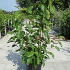 Beverboom (Magnolia Soulangeana) -Tuin Stek Verkoop 20130214140530 10