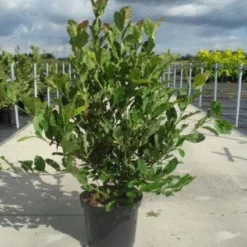 Stermagnolia (Magnolia Stellata) -Tuin Stek Verkoop 20130214142333 13