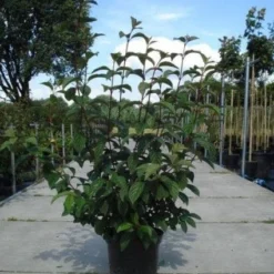 Sneeuwbal (Viburnum Bodnantense 'Dawn') 13 Sneeuwbal (Viburnum Bodnantense 'Dawn') -Tuin Stek Verkoop 20130215094907 35 7