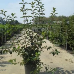 Sneeuwbal (Viburnum Bodnantense 'Charles Lamont') -Tuin Stek Verkoop 20130215095158 4