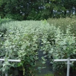 Sneeuwbal (Viburnum Carlcephalum) -Tuin Stek Verkoop 20130215095422 11