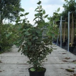 Sneeuwbal (Viburnum Carlcephalum)