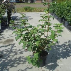 Sneeuwbal (Viburnum Opulus 'Roseum') -Tuin Stek Verkoop 20130215100016 9