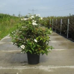 Sneeuwbal (Viburnum Plicatum 'Watanabe')
