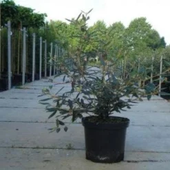 Sneeuwbal (Viburnum Bodnantense 'Dawn') 14 Sneeuwbal (Viburnum Bodnantense 'Dawn') -Tuin Stek Verkoop 20130215100739 1