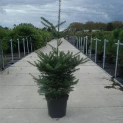 Koreaanse Zilverspar (Abies Koreana) 18 Koreaanse Zilverspar (Abies Koreana) -Tuin Stek Verkoop 20130215101851 6