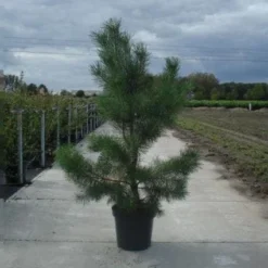 Grove Den, Solitair (Pinus Sylvestris) -Tuin Stek Verkoop 20130215102527 18