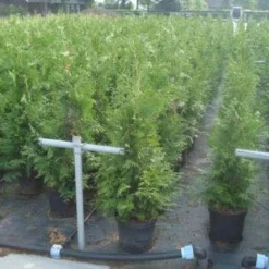 Reuzenlevensboom (Thuja Plicata 'Excelsa') -Tuin Stek Verkoop 20130215102918 9
