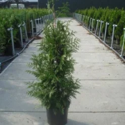 Reuzenlevensboom (Thuja Plicata 'Excelsa') -Tuin Stek Verkoop 20130215102927 9