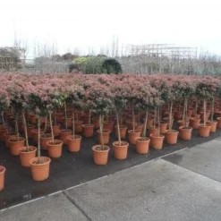 Sneeuwbal Op Stam (Viburnum Tinus 'Eve Price') -Tuin Stek Verkoop 20130316135155 4