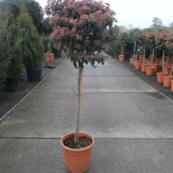 Sneeuwbal Op Stam (Viburnum Tinus 'Eve Price') -Tuin Stek Verkoop 20130316135206 4