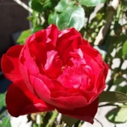 Klimroos (Rosa 'Amadeus') -Tuin Stek Verkoop 20190629 130707