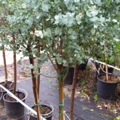 Eucalyptus Op Stam (Eucalyptus Gunnii) -Tuin Stek Verkoop 20190712 152604