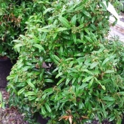 Vuurdoorn Als Bol (Pyracantha 'Navaho') -Tuin Stek Verkoop 20190712 153414