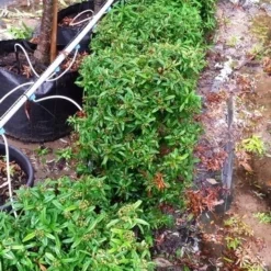 Vuurdoorn Als Bol (Pyracantha 'Navaho') -Tuin Stek Verkoop 20190712 153510