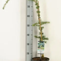 Treurceder (Cedrus Libani 'Glauca Pendula') -Tuin Stek Verkoop 2022 10 18 11 24 40 window