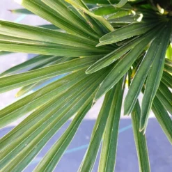 Winterharde Palm (Trachycarpus Wagnerianus) -Tuin Stek Verkoop 20220217 112257