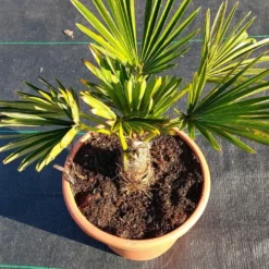 Winterharde Palm (Trachycarpus Wagnerianus) -Tuin Stek Verkoop 20220217 112423
