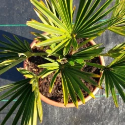 Winterharde Palm (Trachycarpus Wagnerianus) -Tuin Stek Verkoop 20220217 112447
