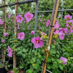 Altheastruik (Hibiscus Syriacus 'Rose Moon') -Tuin Stek Verkoop 20220817 110039