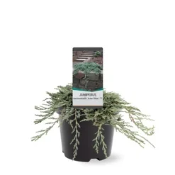Jeneverbes (Juniperus Horizontalis 'Icee Blue') -Tuin Stek Verkoop 233100.030c03 2146537
