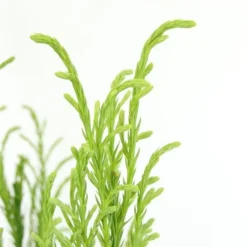 Sikkelden (Cryptomeria Japonica 'Kitayama') -Tuin Stek Verkoop 2887685 v t5 1