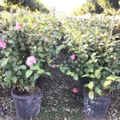 Uitgelichte producten -Tuin Stek Verkoop 2 3