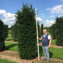 Grote Venijnboom (Taxus Baccata) -Tuin Stek Verkoop 300350 x 100 125 br 1
