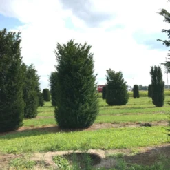 Grote Venijnboom (Taxus Baccata) -Tuin Stek Verkoop 400450x 150 200