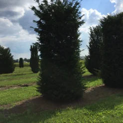 Grote Venijnboom (Taxus Baccata) -Tuin Stek Verkoop 450500 x 150 200 1