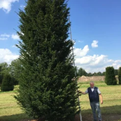 Grote Venijnboom (Taxus Baccata) -Tuin Stek Verkoop 550600 x 175 200 1